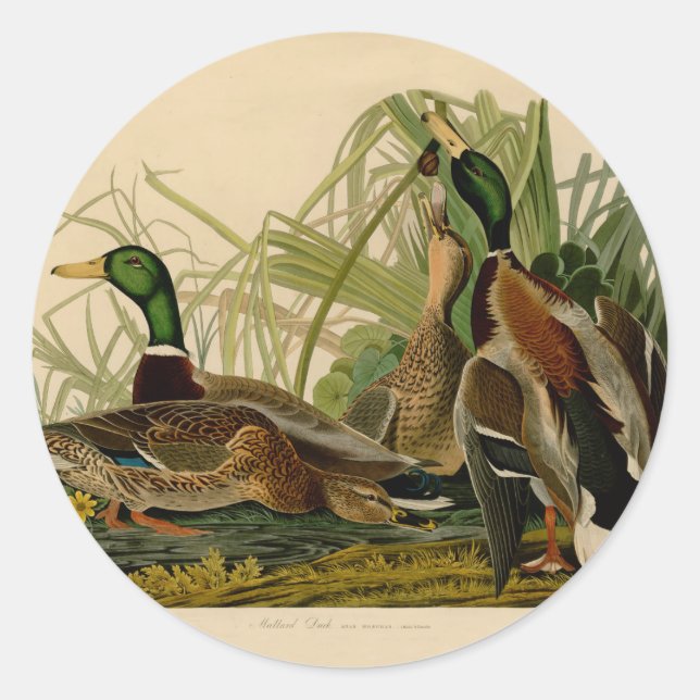 Pegatina Redonda Pintura de pájaro de Mallard Duck Audubon (Anverso)