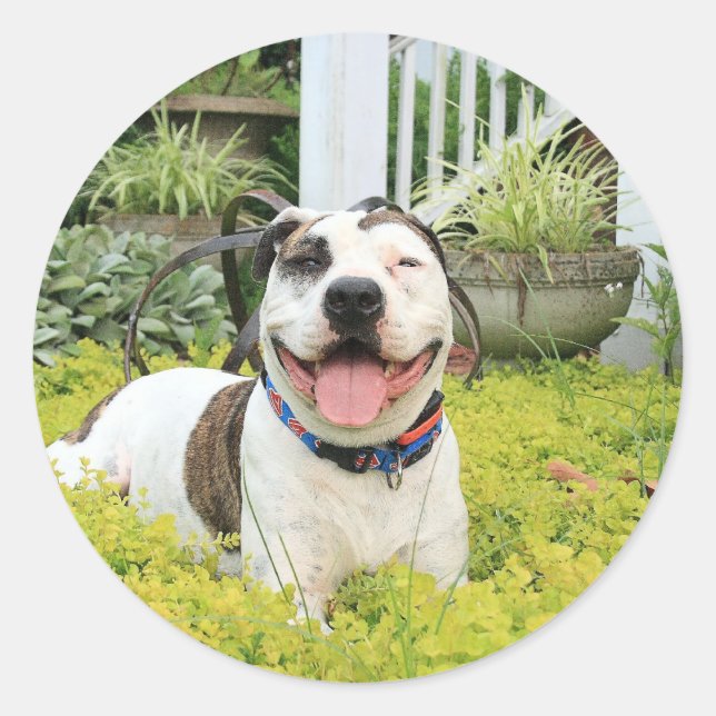 Pegatina Redonda Pit Bull T-Bone (Anverso)