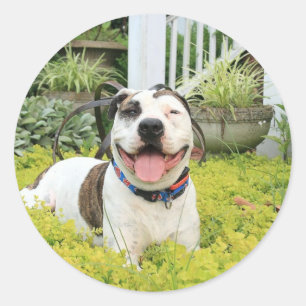 Pegatina Redonda Pit Bull T-Bone