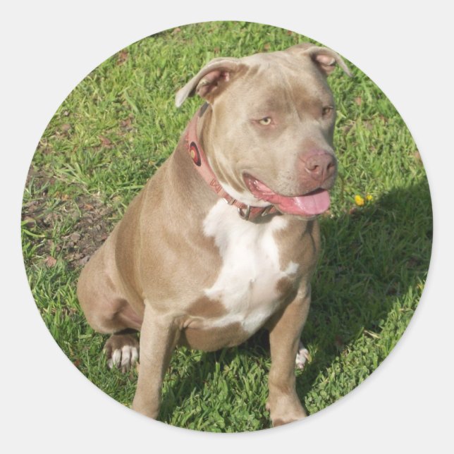 Pegatina Redonda Pitbull pacífico (Anverso)