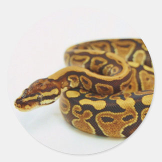 Pegatina Redonda Pitón amarillo y negro de la bola