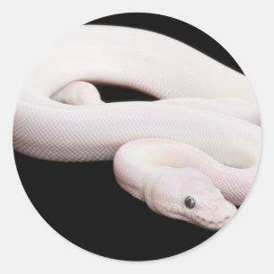 Pegatina Redonda Pitón de la bola de Leucistic