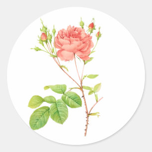 Pegatina Redonda PixDezine rosas victorianas vintage/redoute