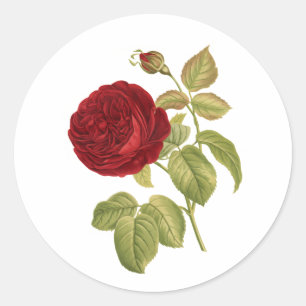 Pegatina Redonda PixDezine victoriano victoriano rosa/redoute