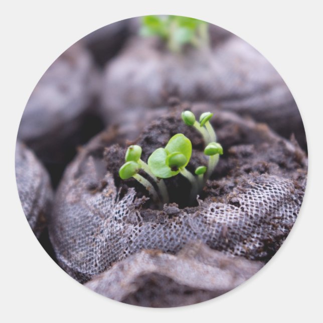 Pegatina Redonda Planta Baby Basil (Anverso)