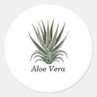 Planta de Aloe Vera Herbolario