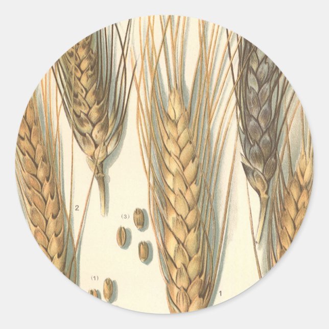 Pegatina Redonda Planta de trigo resistente a la sequía, agricultur (Anverso)