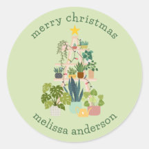 Planta doméstica de navidades