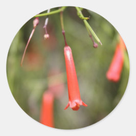 Pegatina Redonda Planta Firecracker