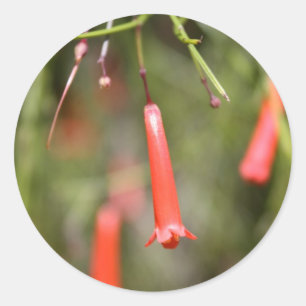 Pegatina Redonda Planta Firecracker