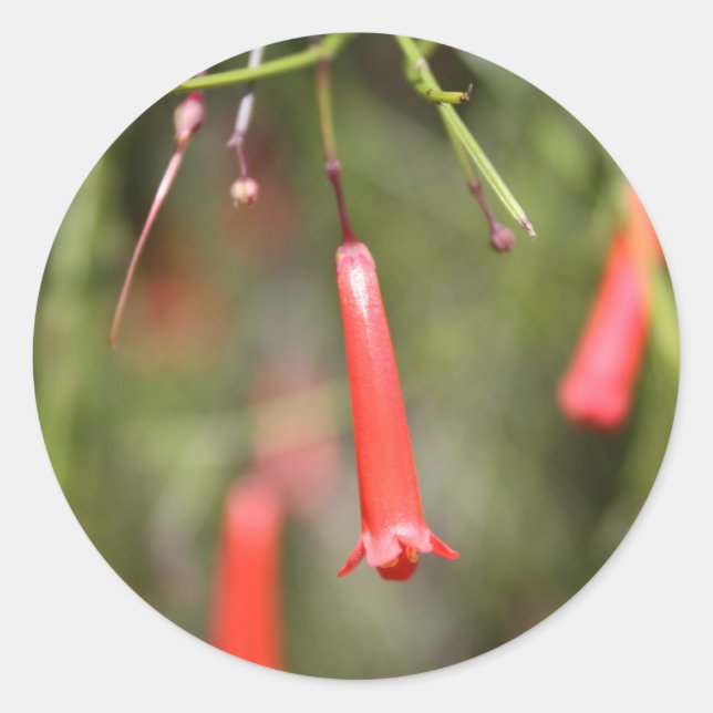 Pegatina Redonda Planta Firecracker (Anverso)