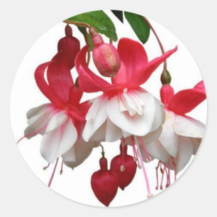 Pegatina Redonda Planta fucsia colgante hermosa