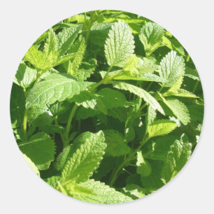 Pegatina Redonda Planta Lemon Balm