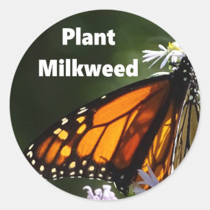 Pegatina Redonda Planta Milkweed