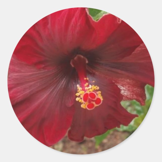 Pegatina Redonda planta roja hawaii hibiscus (Anverso)