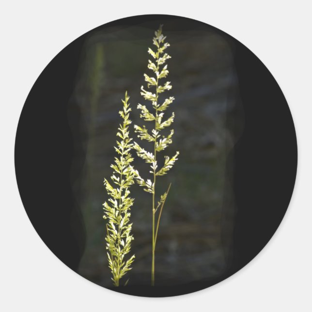 Pegatina Redonda Planta Verde (Anverso)