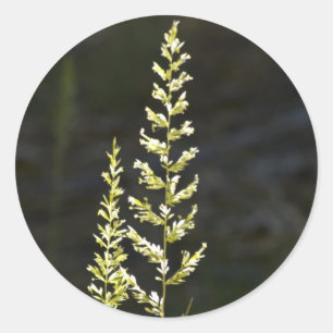 Pegatina Redonda Planta Verde