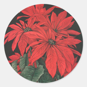 Pegatina Redonda Plantas de Flor de Pascua Roja de Navidad Vintage