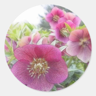 Pegatina Redonda Plantas perennes - Hellebore púrpura