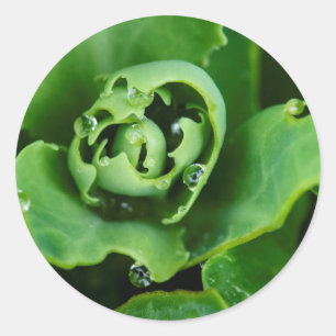 Pegatina Redonda Plantas suculentas y de proximidad con gotitas de 