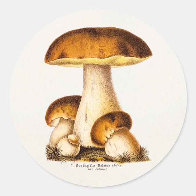 Pegatina Redonda Plantilla de hongos comestibles de hongos de hongo (Anverso)