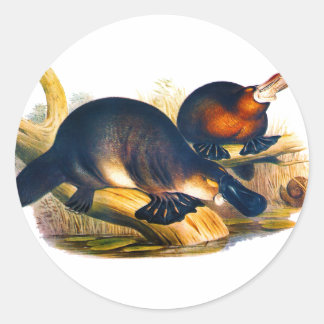 Pegatina Redonda Platypus