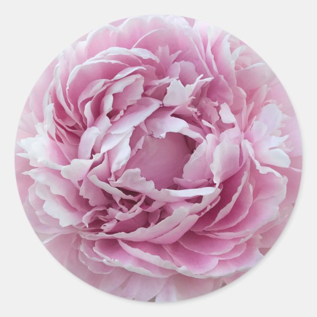 Pegatina Redonda Plegable Perky Peony Rosa (Anverso)