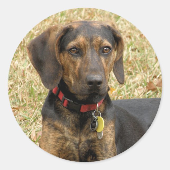 Pegatina Redonda Plott Hound (Anverso)