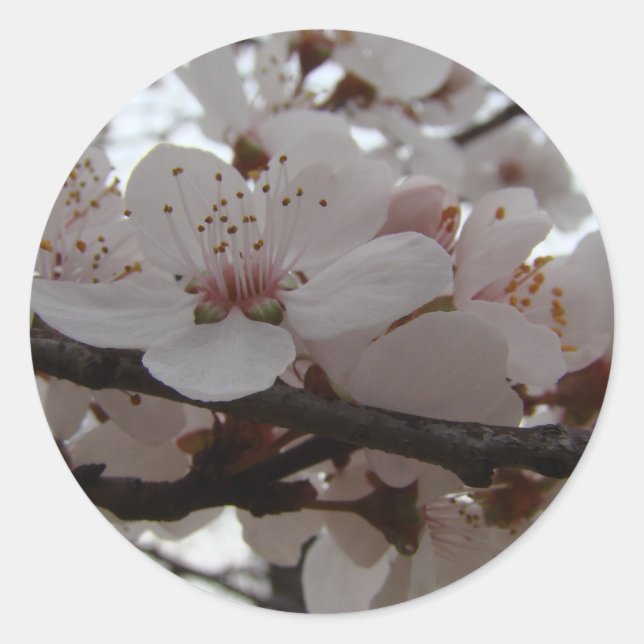 PEGATINA REDONDA PLUM BLOSSOMS (Anverso)