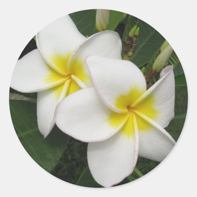 Pegatina Redonda Plumeria Blossom (Anverso)