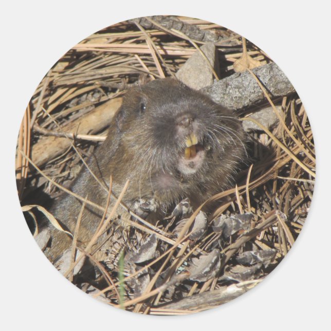 Pegatina Redonda Pocket Gopher (Anverso)