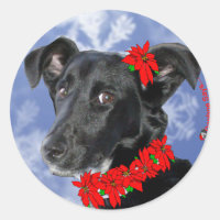 Poinsettia Daphne