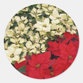 Pegatina Redonda Poinsettias blancas y rojas con flores