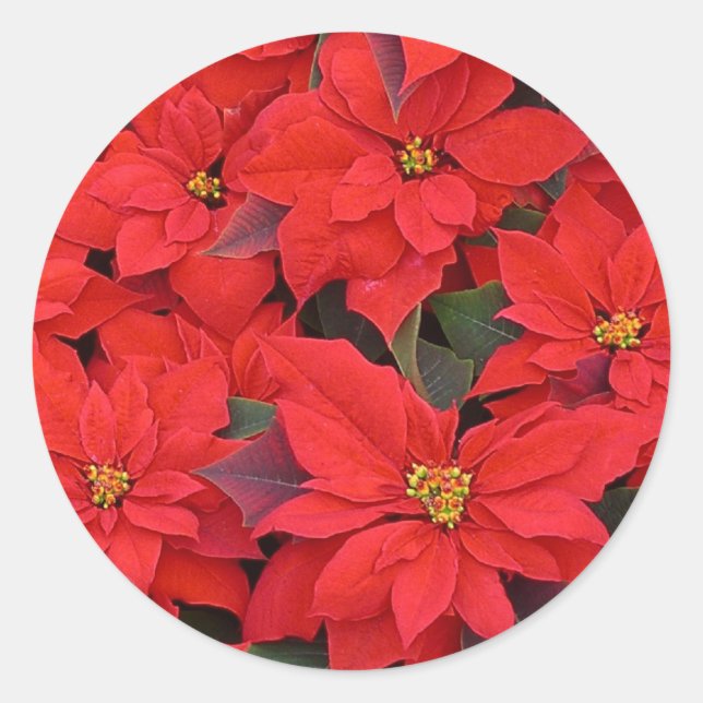 Pegatina Redonda Poinsettias rojas Navidad la foto floral navideña (Anverso)