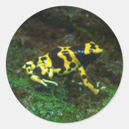 Pegatina Redonda Poison Dart Frog