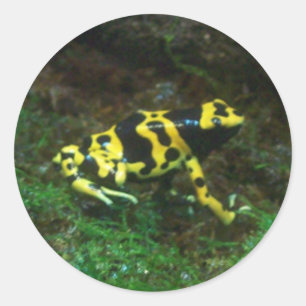 Pegatina Redonda Poison Dart Frog