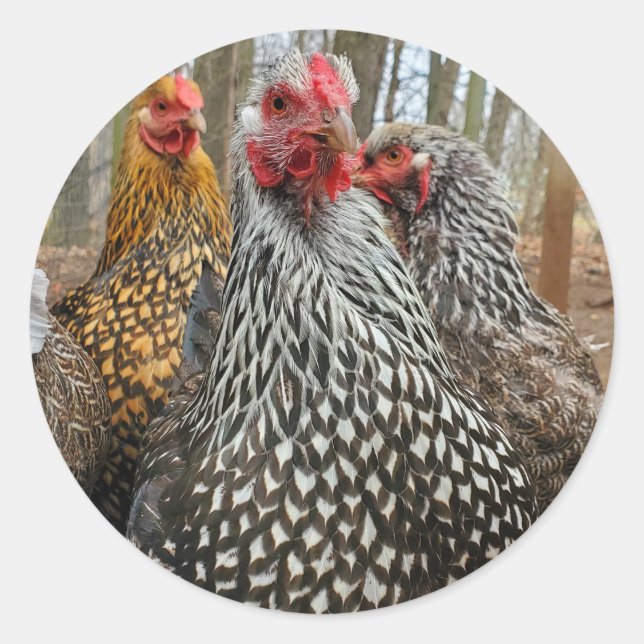 Pegatina Redonda Pollo (Anverso)