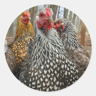 Pegatina Redonda Pollo