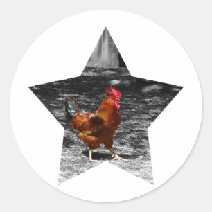 Pegatina Redonda Pollo estupendo de la estrella
