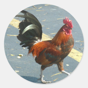 Pegatina Redonda Pollo Occidental clave