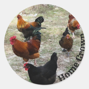 Pegatina Redonda Pollos con agujeros de pollo