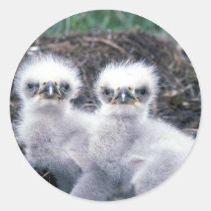 Pegatina Redonda Pollos de águila calva
