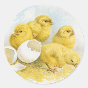 Pegatina Redonda Pollos para bebés vendimiantes