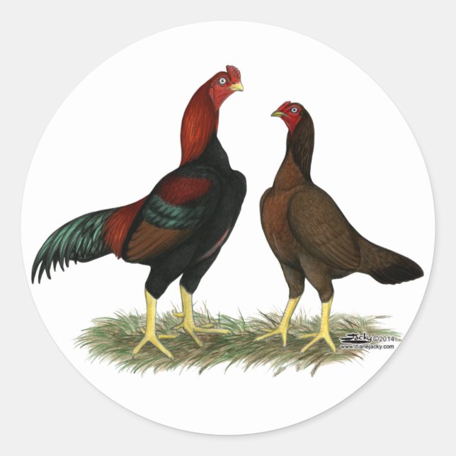 Pegatina Redonda Pollos rojos negros de Aseel (Anverso)