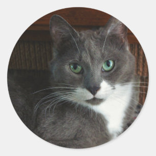 Pegatina Redonda Polvoriento