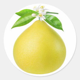 Pegatina Redonda Pomelo en una rama