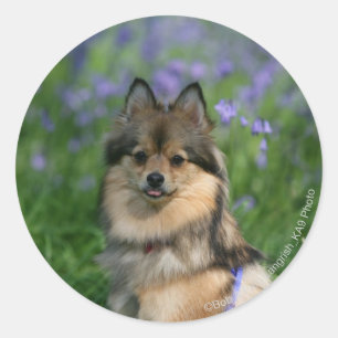 Pegatina Redonda Pomerania en la hierba