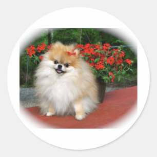Pegatina Redonda Pomeranian