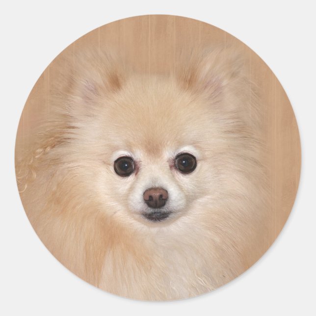 Pegatina Redonda Pomeranian hace frente (Anverso)