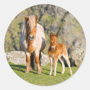 Pegatina Redonda Poni de Shetland en pastizal cerca de acantilados 